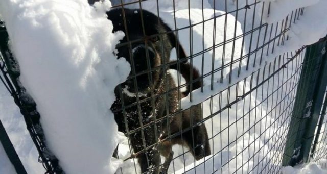 Cane dopo il terremoto dell'Aquila tra la neve